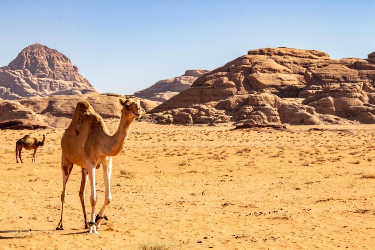 ホテル Quite Bedouin Life ワディ ・ラム エクステリア 写真